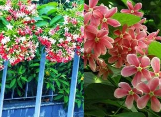 Is planting a historical military rack in front of the house good for feng shui? Considerations when planting the historical military rack to avoid future regrets