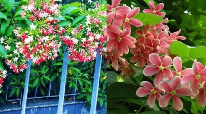 Is planting a historical military rack in front of the house good for feng shui? Considerations when planting the historical military rack to avoid future regrets