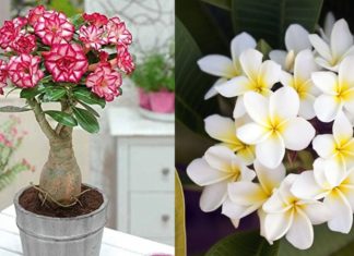 Should we plant flowers in front of our house?