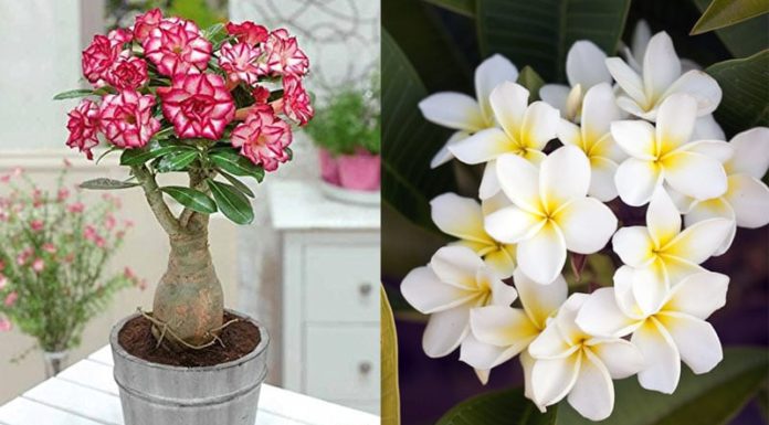 Should we plant flowers in front of our house?