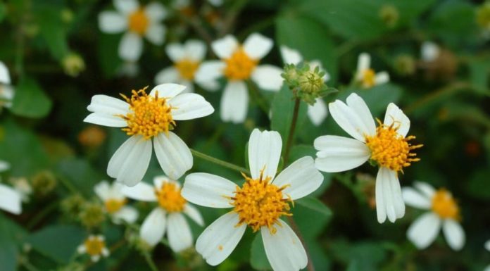 Common roadside weed that is always removed is actually delicious as a vegetable and beneficial as a medicine