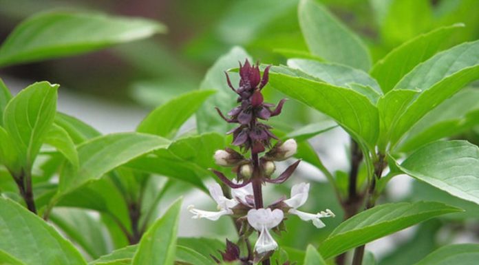 10 Essential Medicinal Plants for Your Home Garden, Easy to Grow