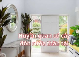 The Power of Flower Pot Placement: 3 Feng Shui Positions for a Prosperous Home