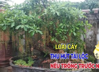 5 Trees and 3 Fruits for Prosperity and Luck: What are these trees and fruits?