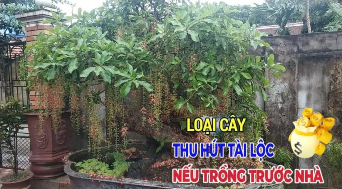 5 Trees and 3 Fruits for Prosperity and Luck: What are these trees and fruits?