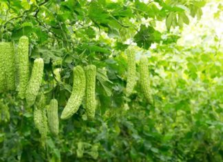 Get rid of the bitterness in bitter gourd with this magical water and enjoy a crispy and delicious taste