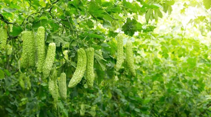 Get rid of the bitterness in bitter gourd with this magical water and enjoy a crispy and delicious taste