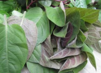 Miraculous Healing Powers of the Feather Palm Leaf for 6 Severe Diseases