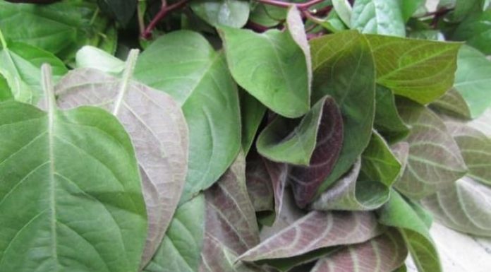 Miraculous Healing Powers of the Feather Palm Leaf for 6 Severe Diseases