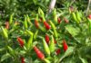 The Surprising High Calcium Content of Chili Peppers Makes Them the Top Vegetable for Soup or Stir-Frying
