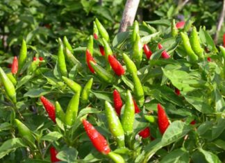 The Surprising High Calcium Content of Chili Peppers Makes Them the Top Vegetable for Soup or Stir-Frying