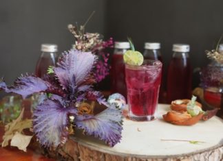 What are the benefits of regularly drinking tía tô herbal tea? Precautions to take to avoid any risks associated with tía tô consumption