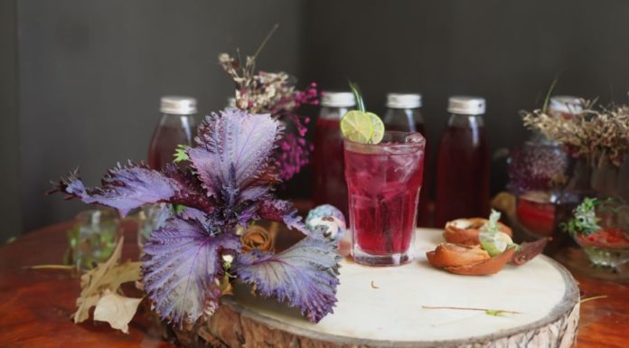 What are the benefits of regularly drinking tía tô herbal tea? Precautions to take to avoid any risks associated with tía tô consumption