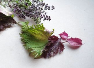 Affordable and versatile, betel leaf brings numerous health benefits, but it is not suitable for these individuals