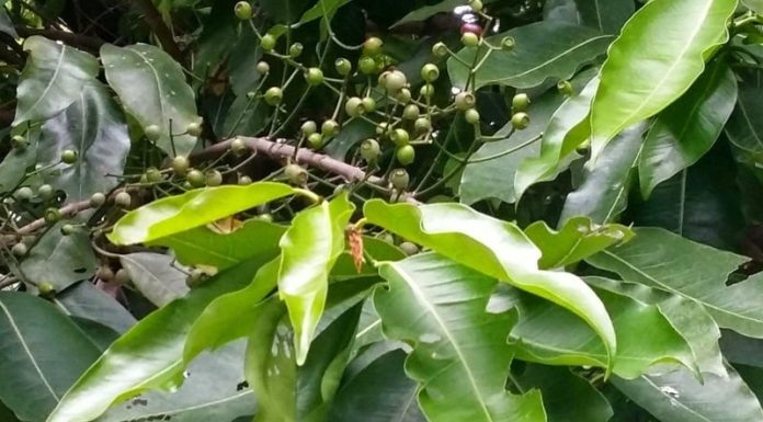 A Plant That Has Many Benefits, Its Flower Can Be Sold at 140 Thousand VND/kg