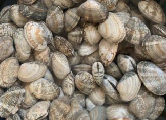 Soak clams in this water for only 10 minutes and they will be completely sand-free