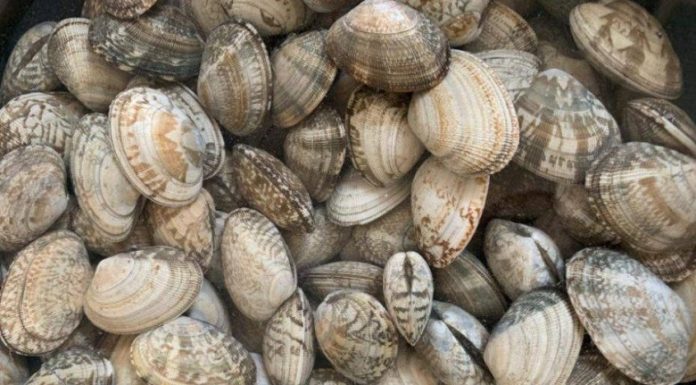 Soak clams in this water for only 10 minutes and they will be completely sand-free