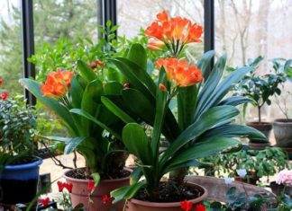 4 blooming flowers, withering after a few months, symbolizing abundance and luck for the family