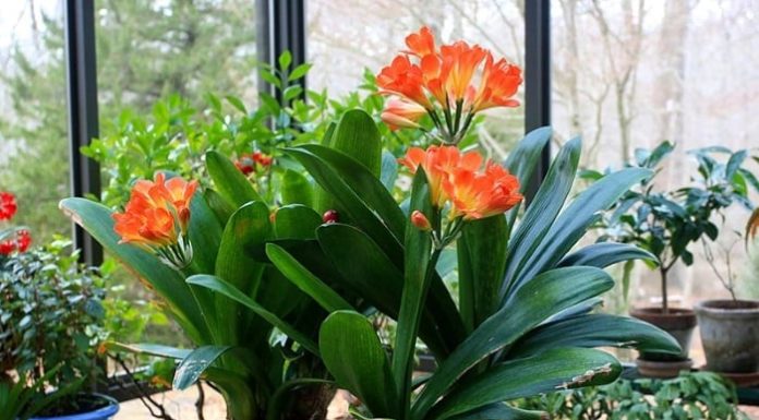 4 blooming flowers, withering after a few months, symbolizing abundance and luck for the family