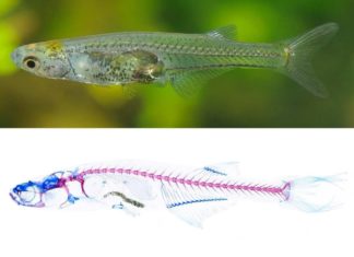 Discover the 1.2cm fish that screams louder than a taking off airplane