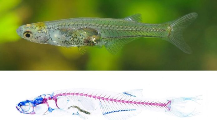 Discover the 1.2cm fish that screams louder than a taking off airplane