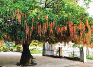 Should I plant sesame trees in front of my house?