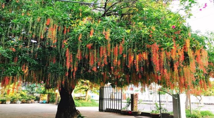 Should I plant sesame trees in front of my house?