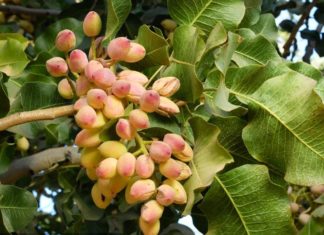 Popular Tết snacks that aid in weight loss and lower blood sugar levels, but caution with side effects