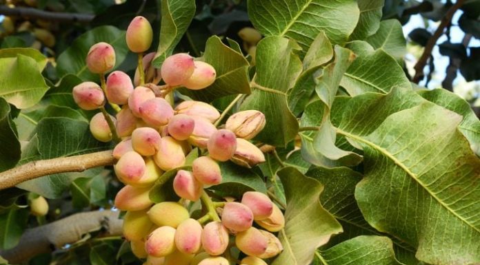 Popular Tết snacks that aid in weight loss and lower blood sugar levels, but caution with side effects