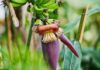 5 Amazing Health Benefits of Banana Blossom You Shouldn’t Miss