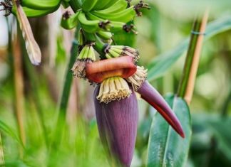 5 Amazing Health Benefits of Banana Blossom You Shouldn’t Miss