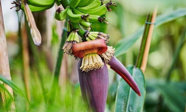 5 Amazing Health Benefits of Banana Blossom You Shouldn’t Miss