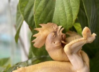 The secret to boiling chicken without cracking the skin, dropping the legs, and cooking it to perfection