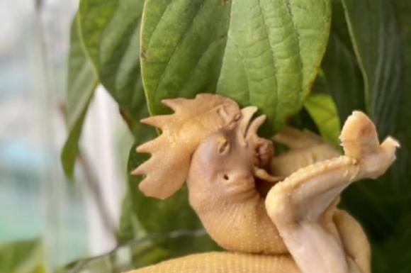 The secret to boiling chicken without cracking the skin, dropping the legs, and cooking it to perfection