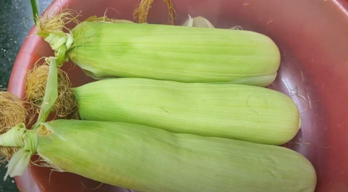 Cooking corn with this ingredient guarantees quick, tender, and sweet corn, no need for sugar.
