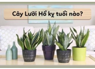 The Tiger’s Tongue: Unveiling the Flow of Wealth. A Single Tree Stands as a Sentinel of Financial Fear.