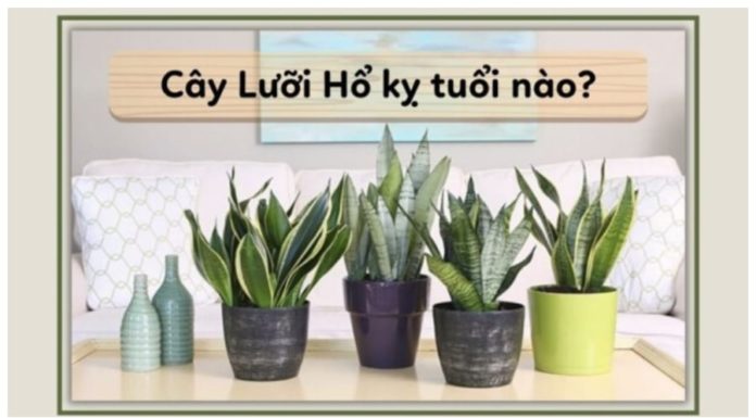 The Tiger’s Tongue: Unveiling the Flow of Wealth. A Single Tree Stands as a Sentinel of Financial Fear.