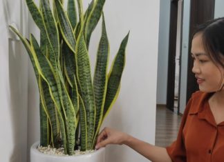 The Age to Avoid the Sword Tongue Tree: Even planting one tree can waste money and resources, wealth flies away