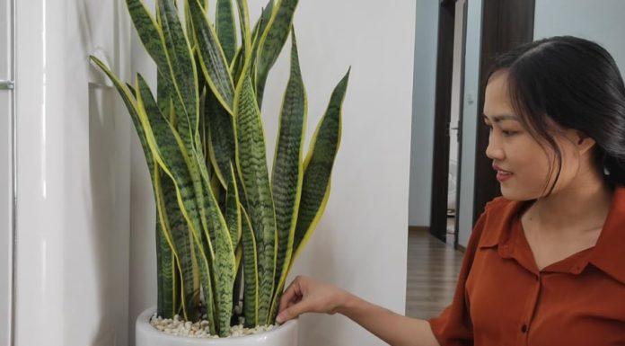 The Age to Avoid the Sword Tongue Tree: Even planting one tree can waste money and resources, wealth flies away