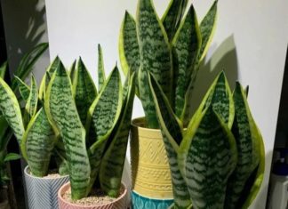 3 Key Points to Attract Abundant Prosperity and Luck Into Your Home