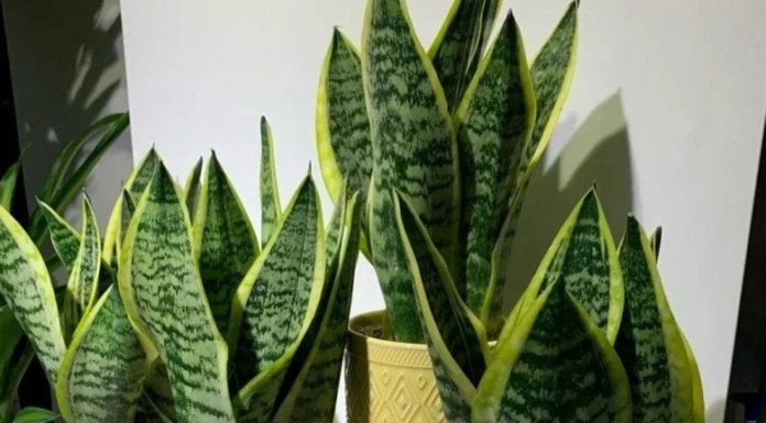 3 Key Points to Attract Abundant Prosperity and Luck Into Your Home