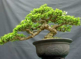 Plant the 3 most adorable mini bonsai trees for a beautiful and auspicious desk, perfect for most people and beneficial for the family.