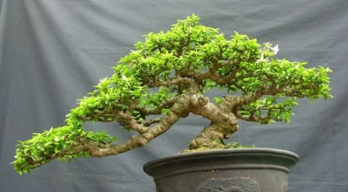 Plant the 3 most adorable mini bonsai trees for a beautiful and auspicious desk, perfect for most people and beneficial for the family.