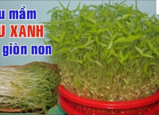 Little-known “green ginseng” vegetable type, super vitamin, blood tonic, liver benefits, sold at only 5 thousand/bunch