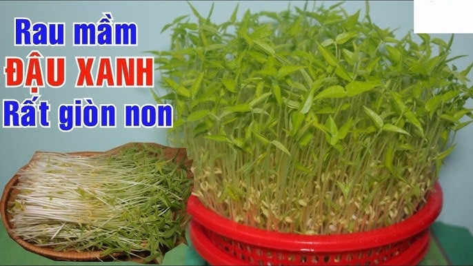 Little-known “green ginseng” vegetable type, super vitamin, blood tonic, liver benefits, sold at only 5 thousand/bunch