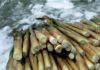 Fresh Bamboo Shoots: Delicious but Poisonous if Cooked Incorrectly – A Crucial Step Every Home Cook Must Remember