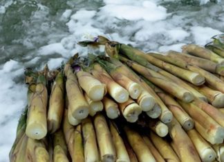 Fresh Bamboo Shoots: Delicious but Poisonous if Cooked Incorrectly – A Crucial Step Every Home Cook Must Remember