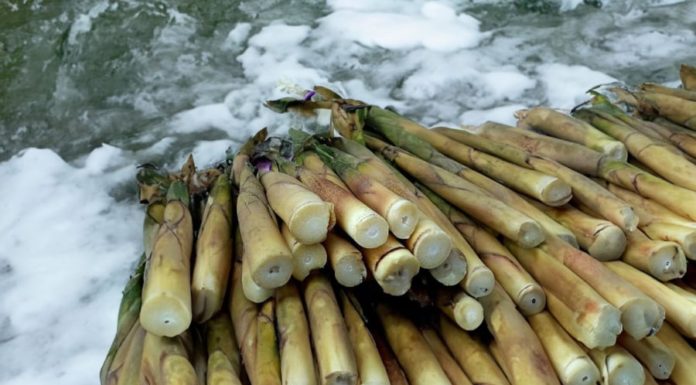 Fresh Bamboo Shoots: Delicious but Poisonous if Cooked Incorrectly – A Crucial Step Every Home Cook Must Remember