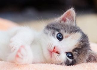 Successful 4-year-old horse turns the tide in February, abundant returns, especially number 3