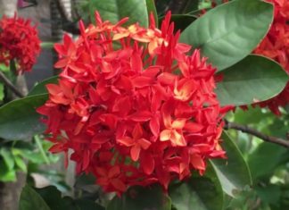 Should I plant Peony flowers in front of my house?